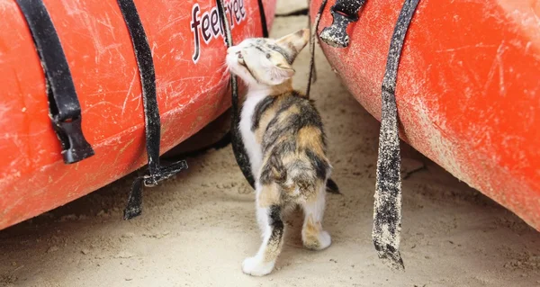 Kitten near inflatable boats