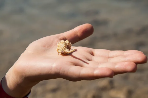 At the hand of the girl is shell crab