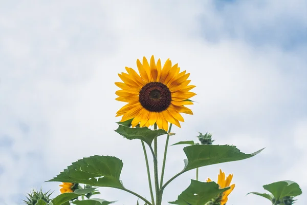 Tall sunflowers on a background cloudy sky