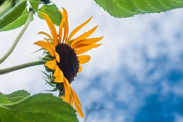 Tall sunflowers on a background cloudy sky