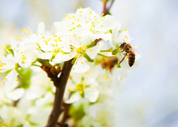 The bee collects nectar from flowers cherry plum. Flowering cher