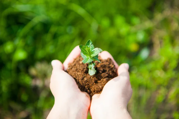 Female hands holding young plant in hands against spring green b
