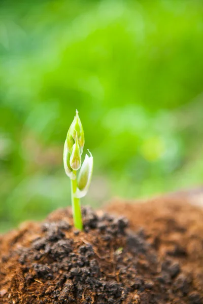 Young plant growing on dry soil with green background under the