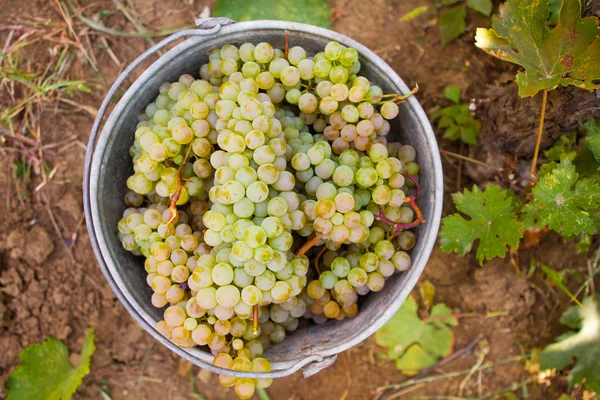 Grape harvest. White wine grapes in buckets after the harvest at