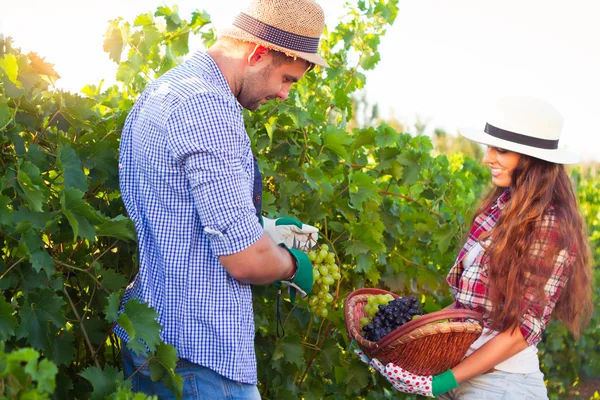 Young couple in vineyard during harvest season