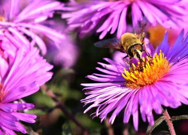 Bee on aster. Blossoming of autumn aster flower in the garden