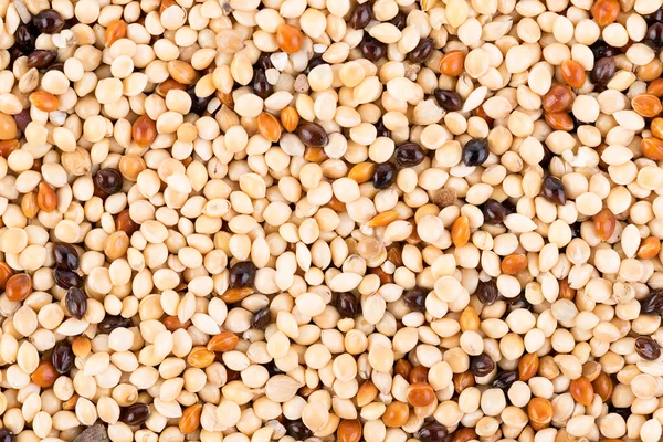 Seed mixture background. Pet food for birds