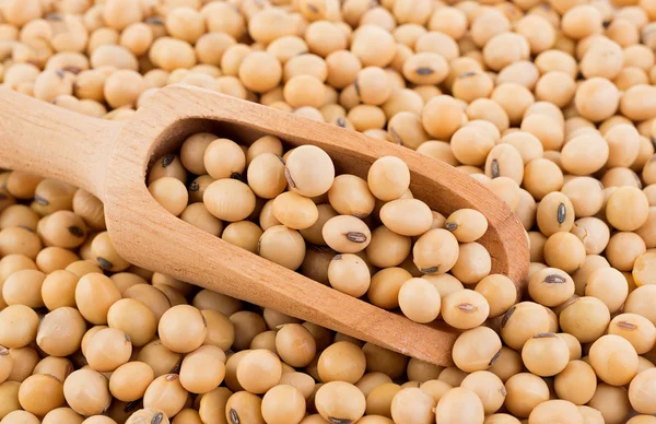 Closeup soy beans background