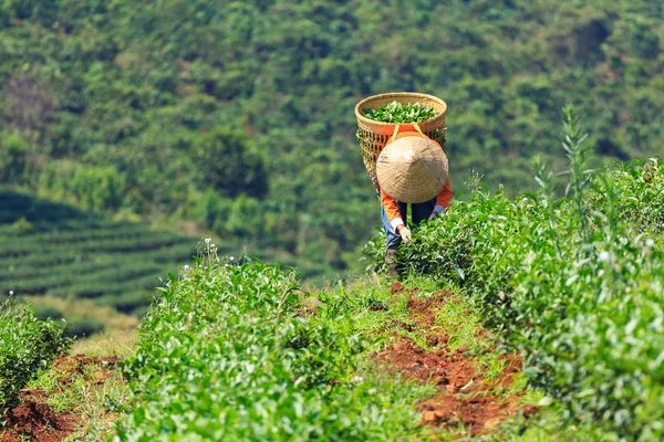 Woman with conical hat and bamboo basket is harvesting tea leaf in Bao Loc, Lam Dong, Vietnam. Bao Loc is endowed with fertile basalt soil and a mild climate, favourable conditions for tea development.