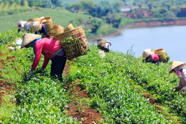 Women with conical hat and bamboo basket are harvesting tea leaf in Bao Loc, Lam Dong, Vietnam. Bao Loc is endowed with fertile basalt soil and a mild climate, favourable conditions for tea development.