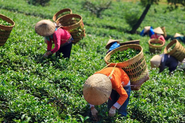 Women with conical hat and bamboo basket are harvesting tea leaf in Bao Loc, Lam Dong, Vietnam. Bao Loc is endowed with fertile basalt soil and a mild climate, favourable conditions for tea development.