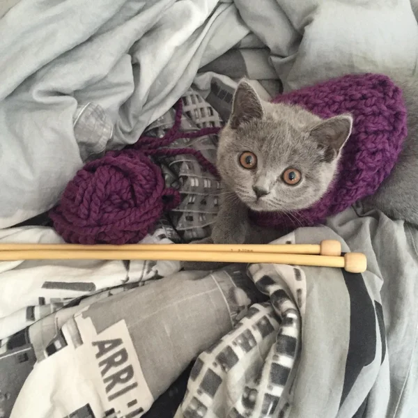 Grey kitten with skein of yarn and knitting needles