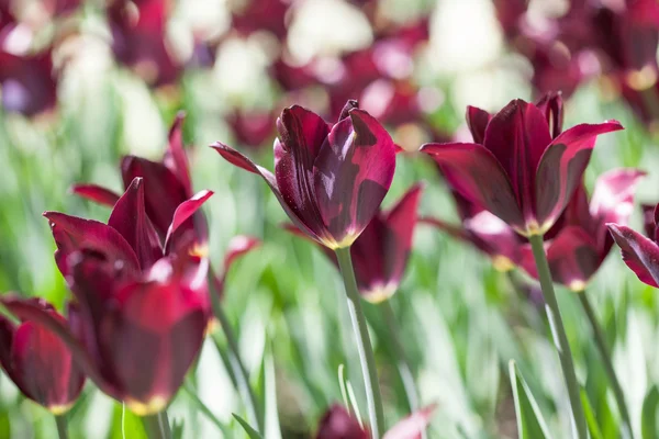 Flowerbed tulips of dark red color closeup