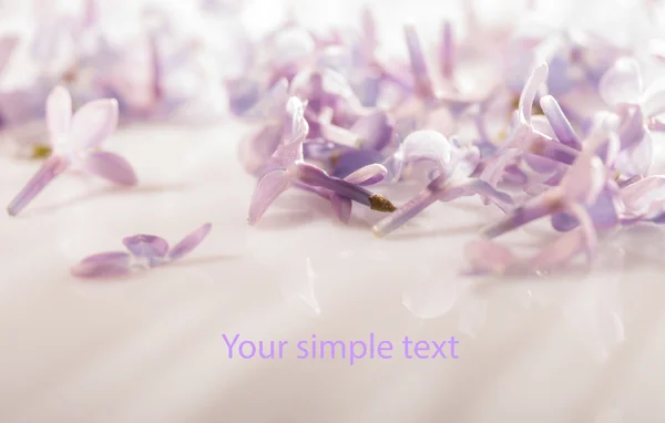 Beautiful purple floral background with copy space