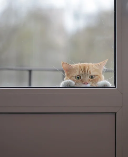 Red cat with a sad eyes outside the glass door