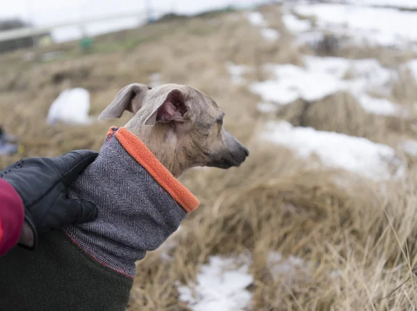 Dog in the winter