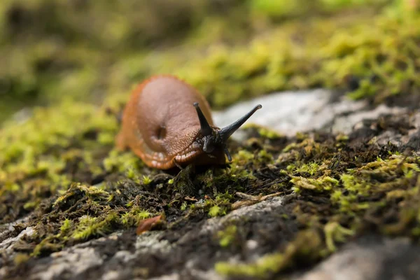 Brown slugs are an undesirable species in Norwegian fauna