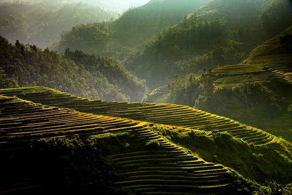 Rice fields on terraced of Mu Cang Chai, YenBai, Vietnam. Rice fields prepare the harvest at Northwest Vietnam