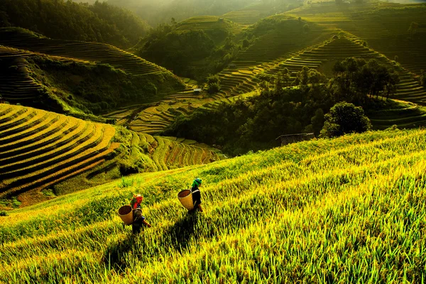 Rice fields on terraced of Mu Cang Chai, YenBai, Vietnam. Rice fields prepare the harvest at Northwest Vietnam