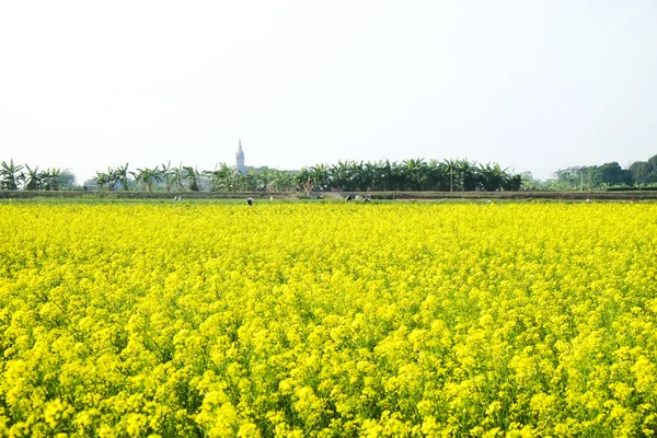 Field of rapeseed (brassica napus)  - plant for green energy and oil industry.
