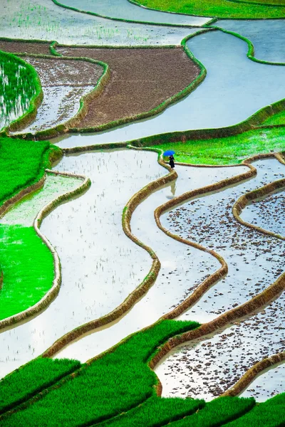 Rice fields on terraced of Mu Cang Chai, YenBai, Vietnam. Rice fields prepare the harvest at Northwest Vietnam.