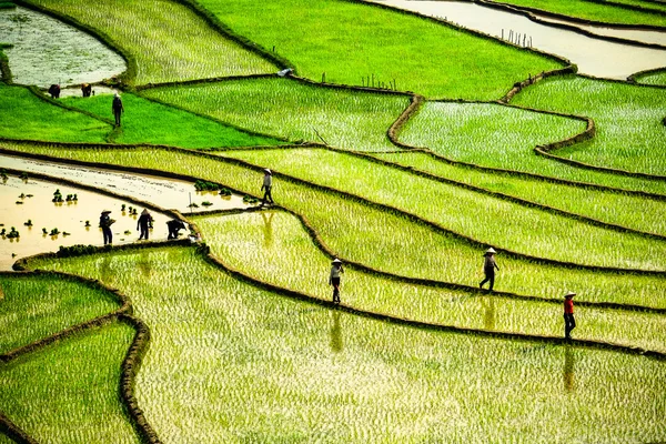 Rice fields on terraced of Mu Cang Chai, YenBai, Vietnam. Rice fields prepare the harvest at Northwest Vietnam.