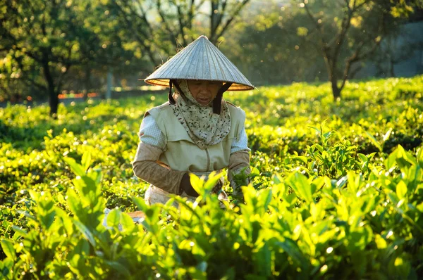 Farmers collecting tea leaves on terrace green tea fileds in Moc Chau Highland, Northern Vietnam at November 27, 2013.