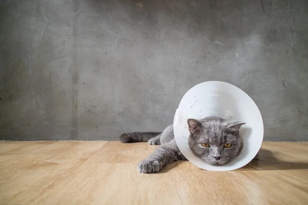Sick cat with funnel cone collar prevent him scratch his ear,british short hair cat