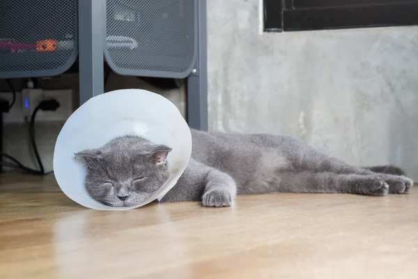 Sick cat with veterinary cone collar prevent him scratch his ear