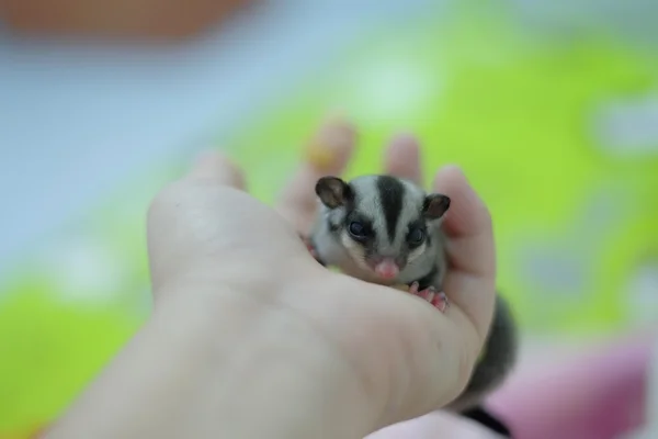 Sugar glider in hand