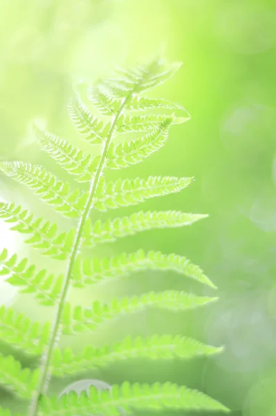 Natural backgrounds with fresh green fern leaves.