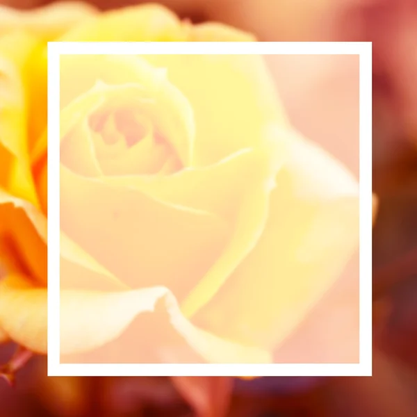 Blank design frame label over soft roses flower background,vintage color tone.