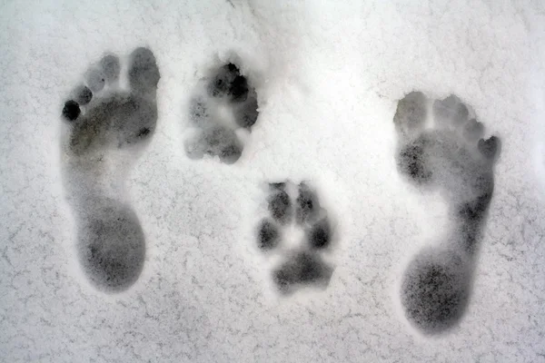 Human and dog footprint