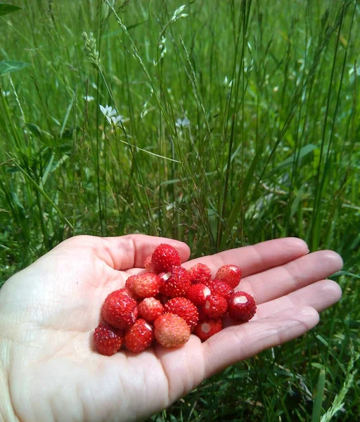 Wild strawberries in hand under the tap green nature background