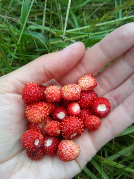 Ripe wild strawberries in hand