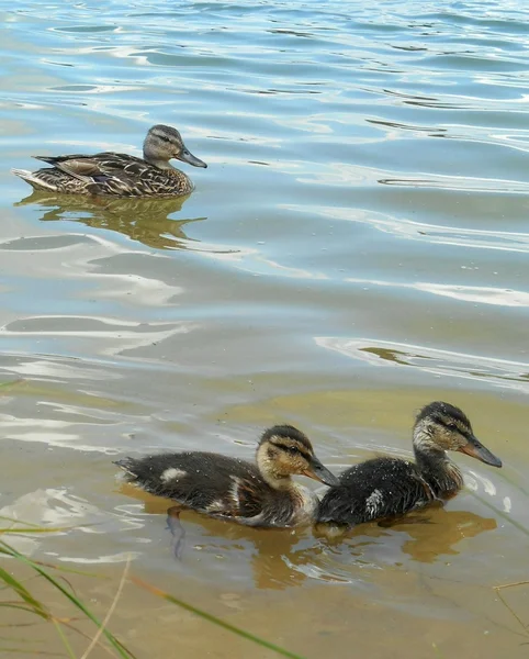 Duck and ducklings