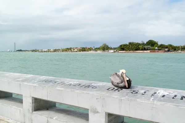 Brown pelican in Key West, Florida Keys