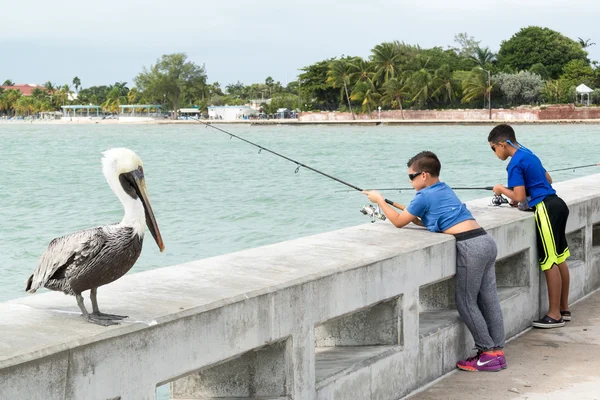 Pelican and boys fishing in Key West, Florida Keys