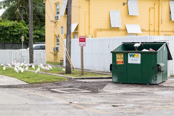Ibis around waste container, Florida Keys