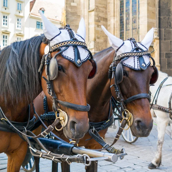 Two fiaker carriage horses on Stephansplatz, Vienna, Austria