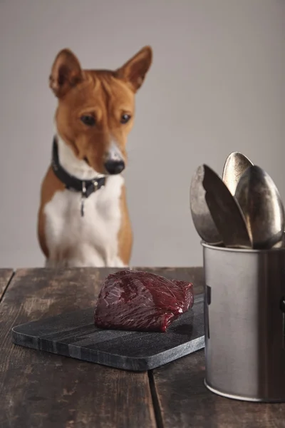 Hungry dog is watching on meat