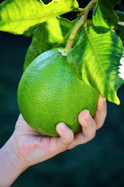 Green grapefruit in hand