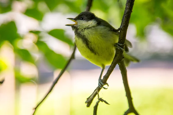Bird singing at a local public park