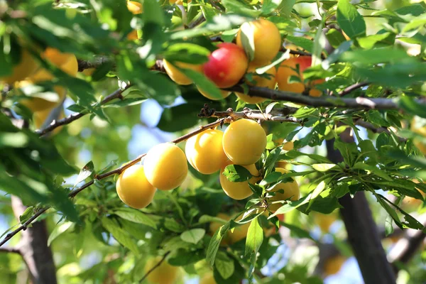 Yellow and red plums on the tree. Ripe plum fruit is ripe on the tree branch.