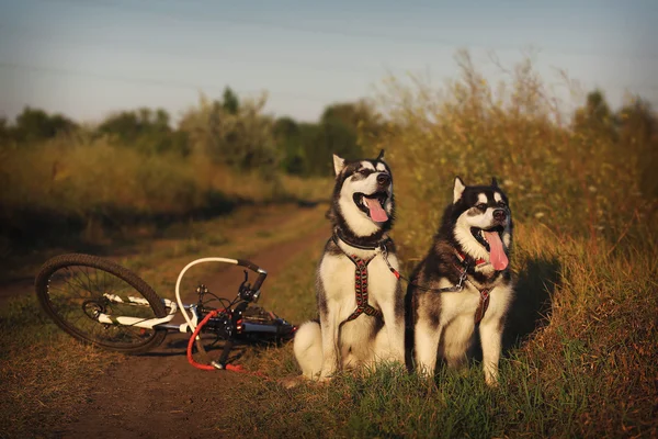 Dog sled. Two Malamute in harness with the bike.