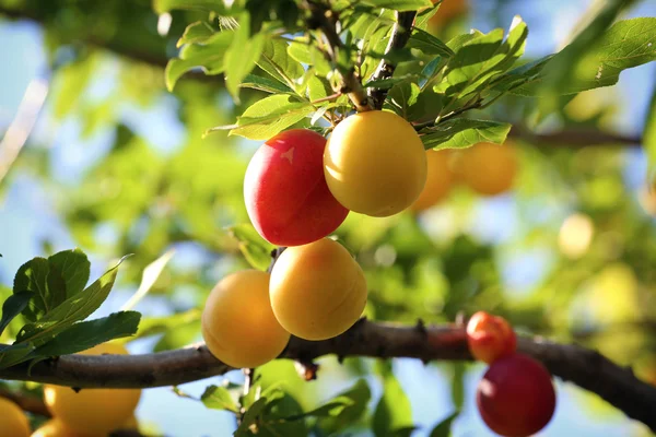 Yellow and red plums on the tree. Ripe plum fruit is ripe on the tree branch.