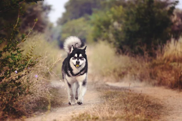 The dog runs along the path in the woods. The Alaskan Malamute holds a green Apple in his mouth.