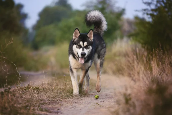 The dog runs along the path in the woods. Alaskan Malamute playing.