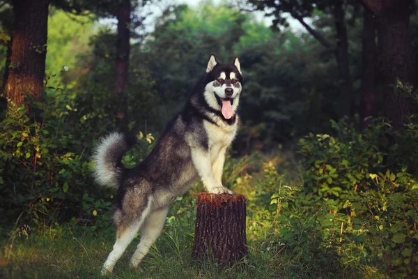 A dog on its hind legs. The Alaskan Malamute is front paws on the stump.