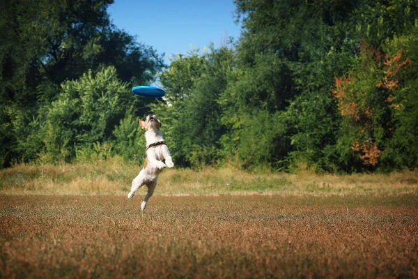 Dog in flight catches the plate. Jack Russell Terrier plays with a plate for cast.